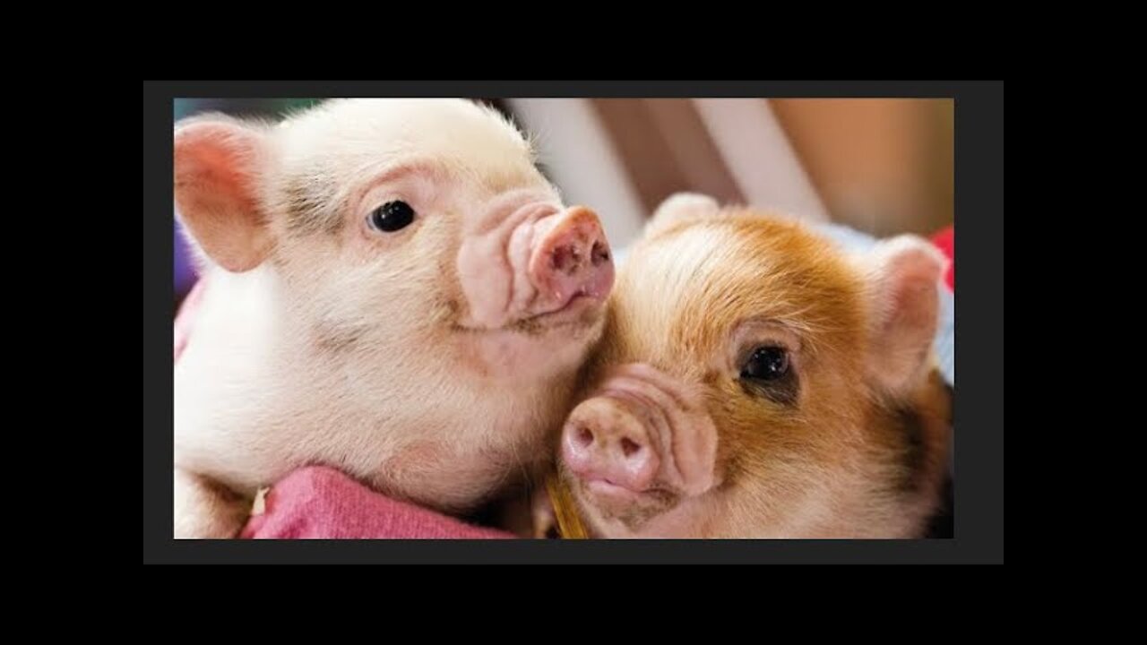 Pigs like to Cuddle