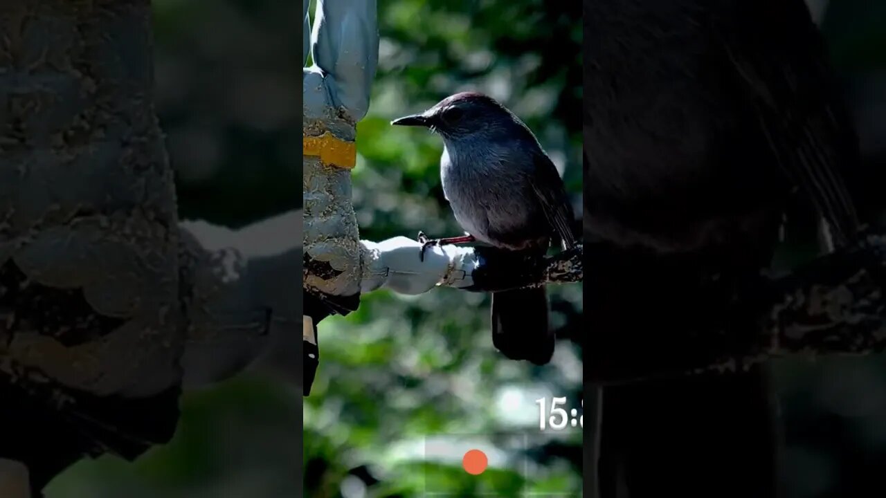 Unique Bird Feeder - Catbird #birds #shorts