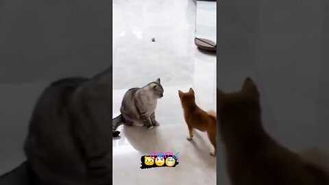 A game with a cat and a dog!