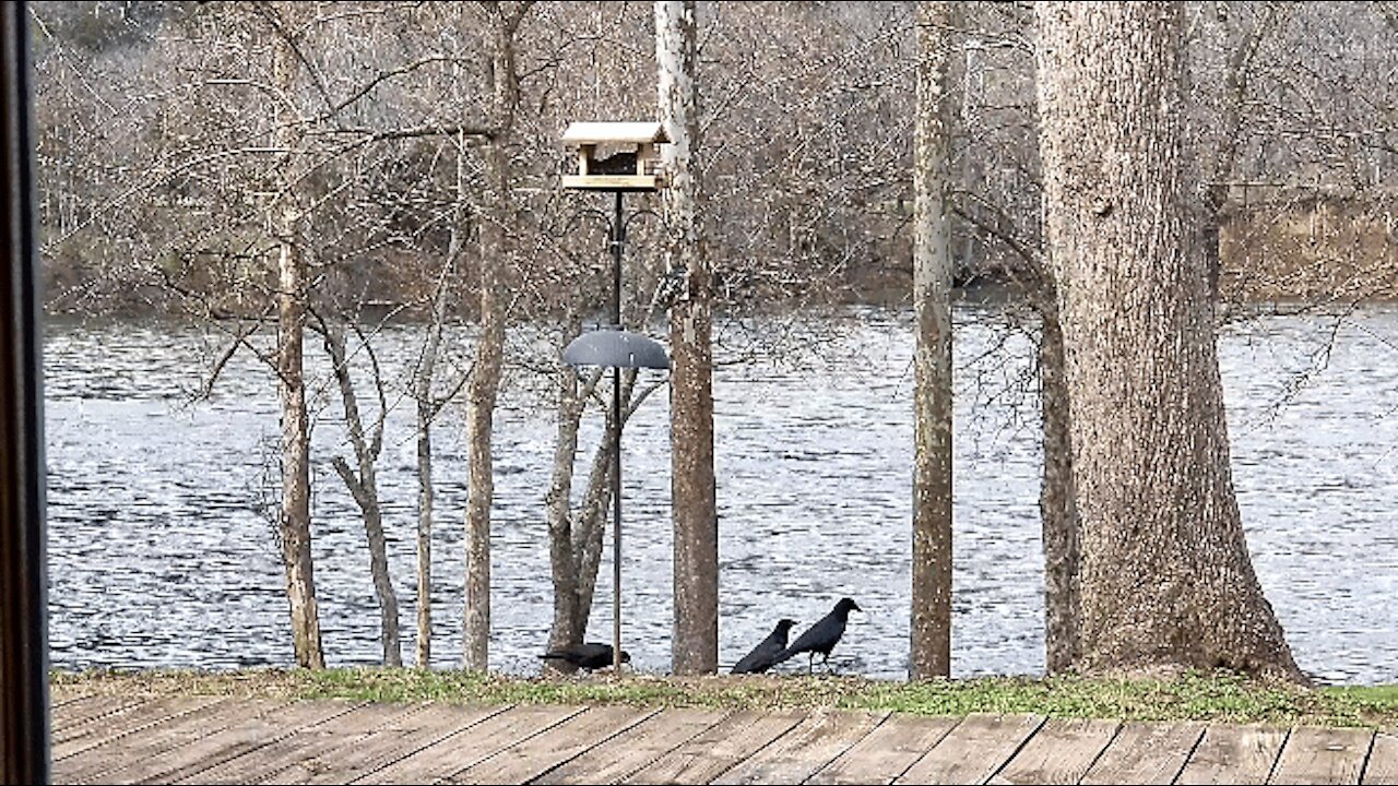 BIRDIES AT THE FEEDER (NORTHERN FLICKER)