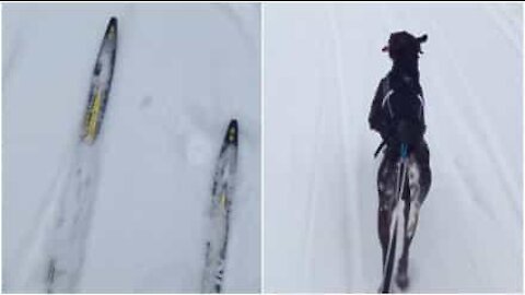 Praticare sport col tuo cane? Sulla neve tutto è permesso!
