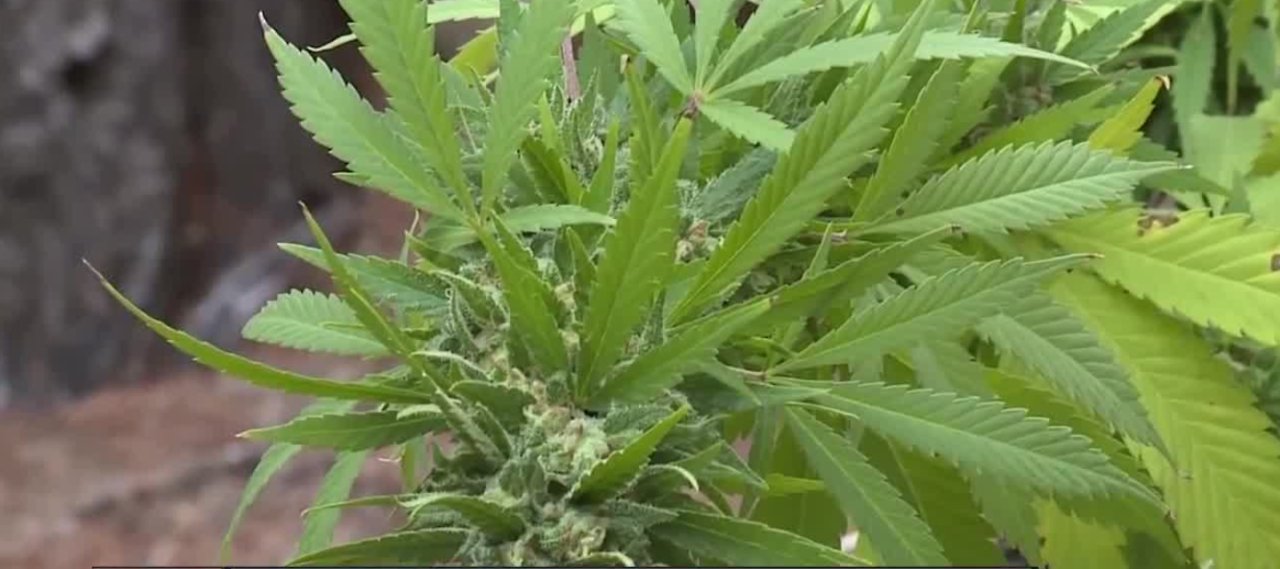Study: Daily cannabis use increases risk of psychotic disorder