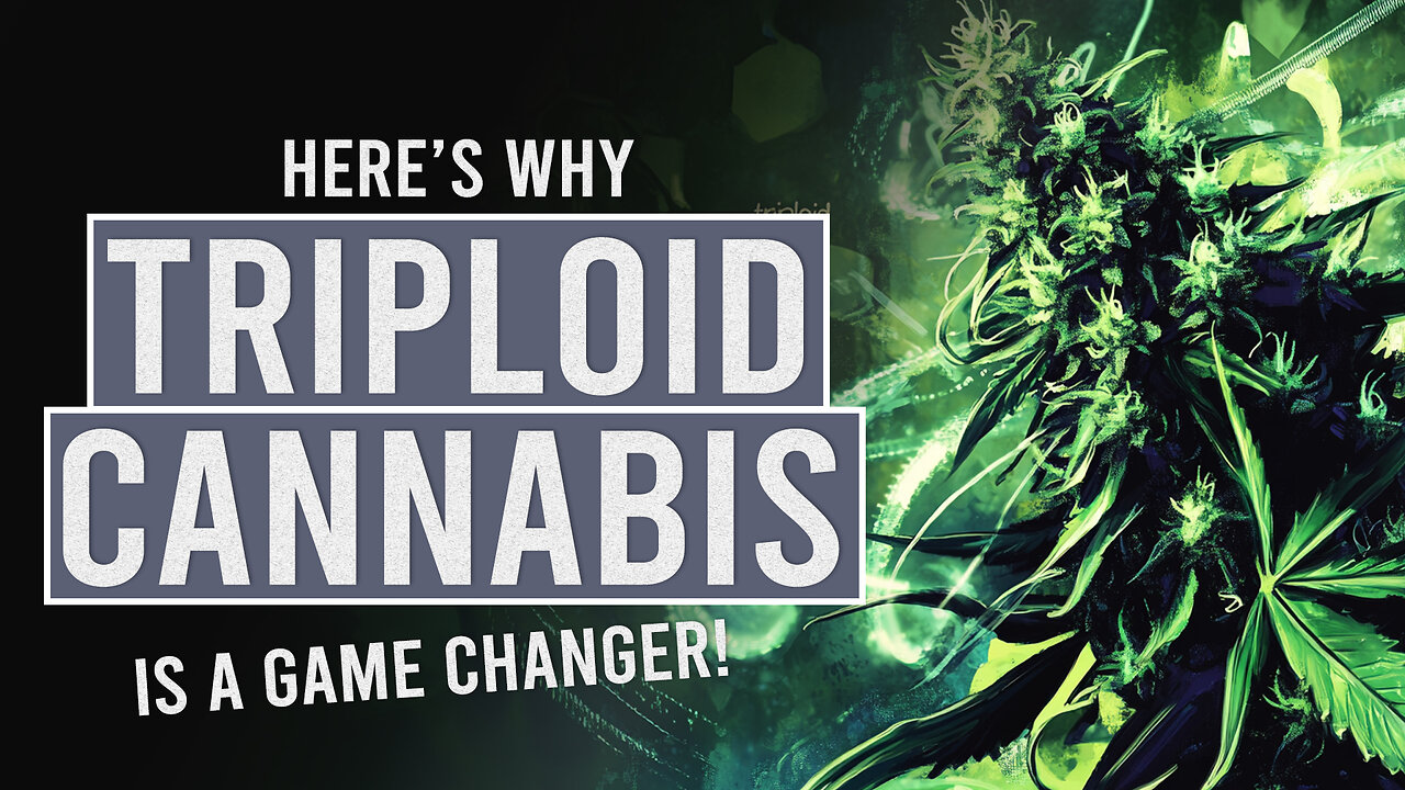 Triploid Cannabis: Why Everyone’s Talking About It!