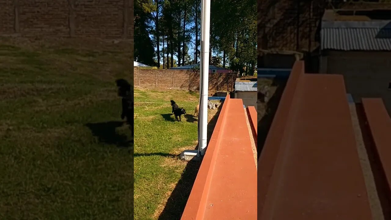 Lindo día con los perritos! - Centro de Barrio N°3, El Hongo #tacuarembó #uruguay (08/04/2023)