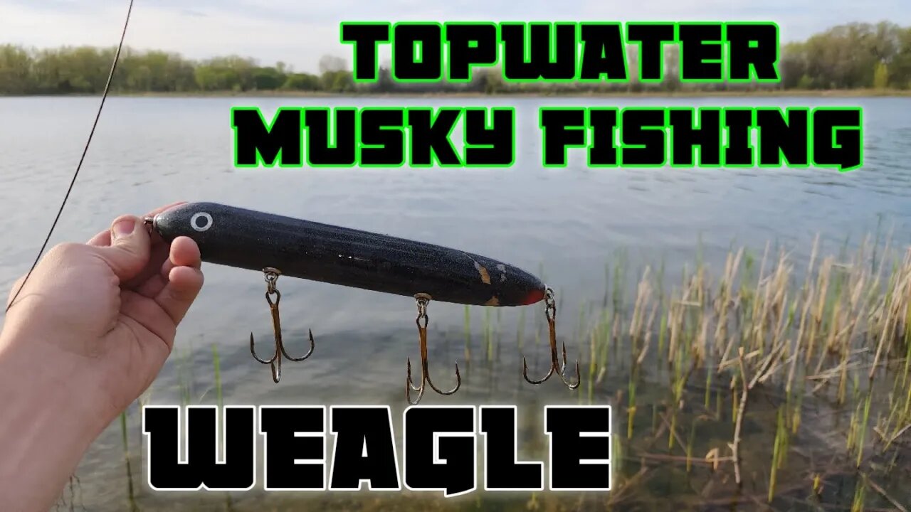 Topwater MUSKY Fishing Their Starting To Get ACTIVE! #fishing #muskyfishing #outdoors