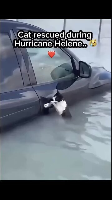POLICE RESCUE ANIMALS🌊🚣🛟🐈👮‍♂️IN NORTH CAROLINA FLOODED STREETS🌊🚘🐈💫