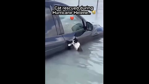 POLICE RESCUE ANIMALS🌊🚣🛟🐈👮‍♂️IN NORTH CAROLINA FLOODED STREETS🌊🚘🐈💫