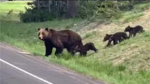 Une famille d'ours fait fermer une route pour traverser