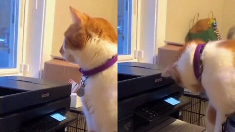 Suddenly Cat Get Afraid By Printer