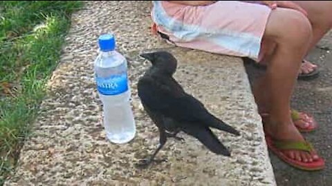 Friendly crow asks for drink of water