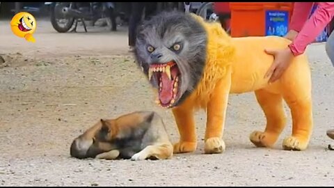 Troll Prank Dog Funny & fake Lion and Fake Tiger Prank To dog