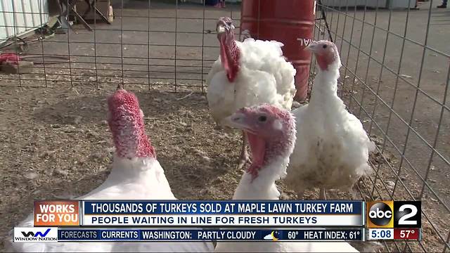 Maple Lawn Turkey Farm sells thousands of natural, free range turkeys for the holidays