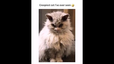 creepiest cat Ever 🤣