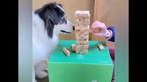 YOU WONT BELIEVE THIS ONE - Dog Plays Jinga! 🤓