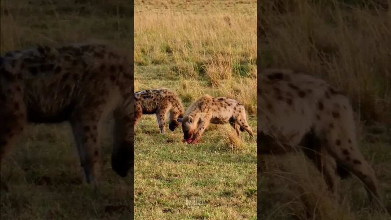 Hyenas Finishing A Meal #shorts | #ShortsAfrica