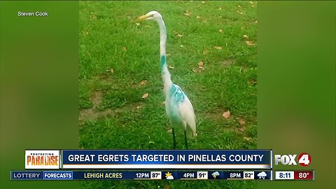 Man searches for someone who keeps shooting Egrets