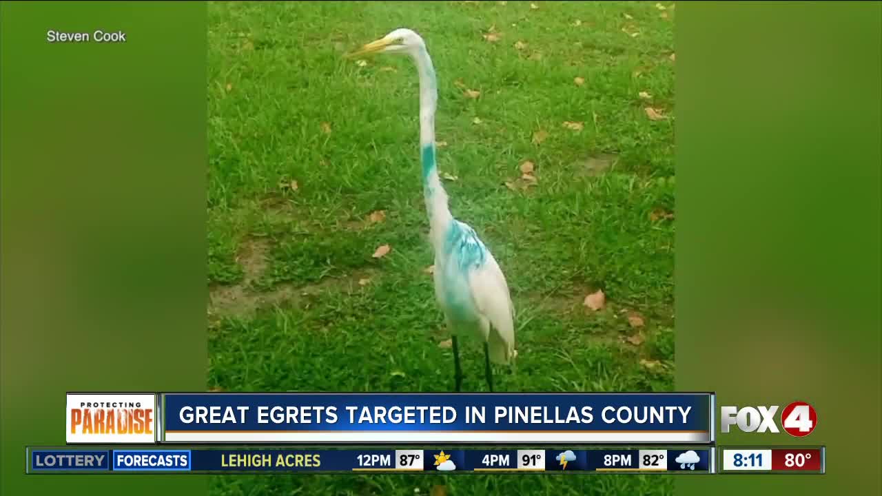 Man searches for someone who keeps shooting Egrets