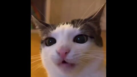 Walmart cat