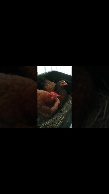 Good morning Chook chook and Forest, can't see the babies 30th October 2022