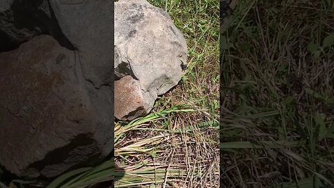 THE RELEASE OF THE TRAPDOOR SPIDER