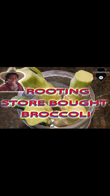Rooting Store Bought Broccoli