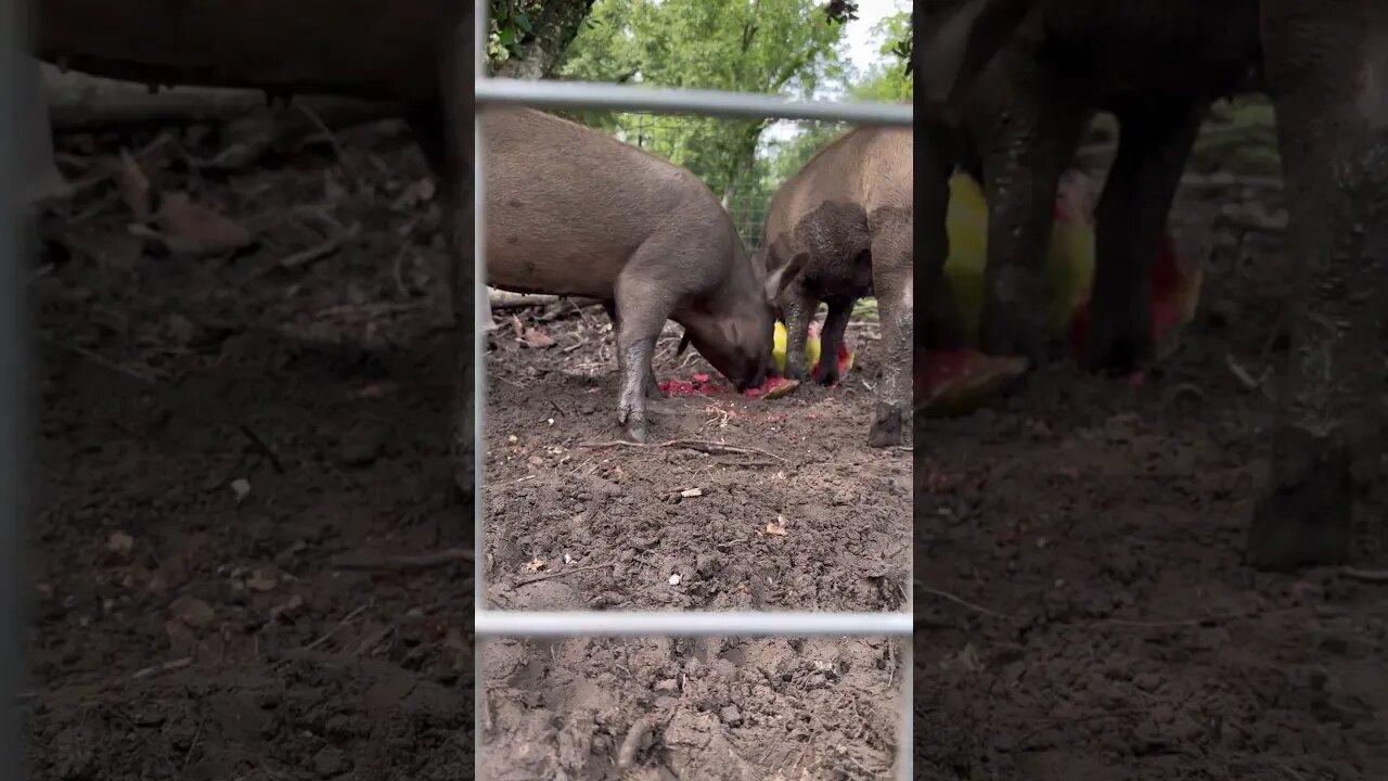 Watermelon for the Piggies