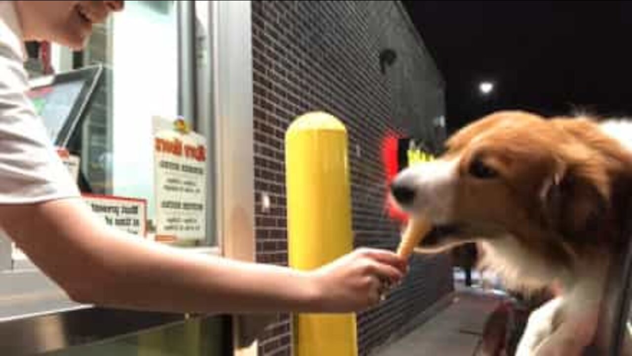 La glace est le pêcher mignon de ce chien glouton
