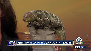 Lion Country Safari's prehensile-tailed skink