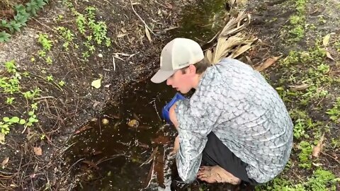 Catch rare ornamental fish in flooded ditches * 14