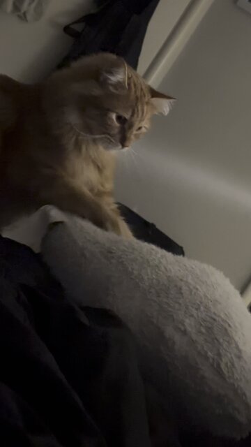 #gato #catbiscuits #mainecoon #gingermainecoon #kot #orangecat #catbaking