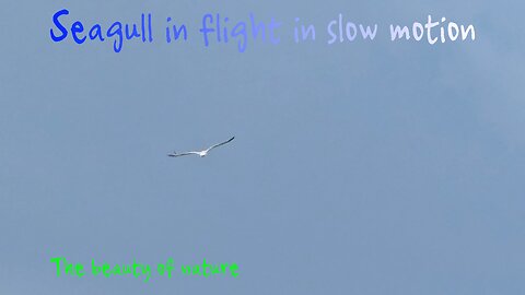 Seagull in flight in slow motion / beautiful bird in the air.
