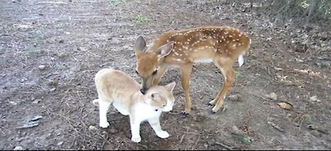 Baby Deer & Kitten become Friends!