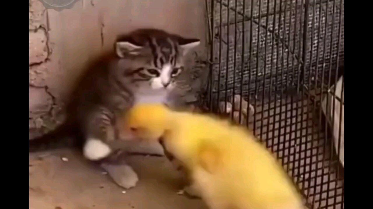 cat vs duckling lovely fight😻intresting video