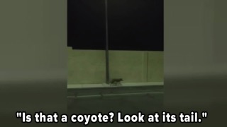 Coyotes on the loose in dry, cold weather