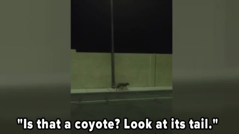 Coyotes on the loose in dry, cold weather