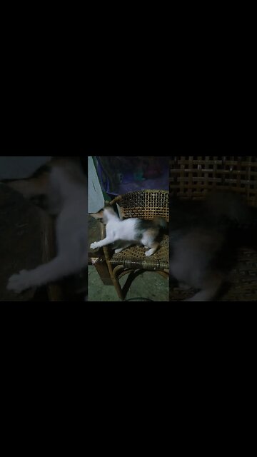 Sikembar rebutan jepitan baju