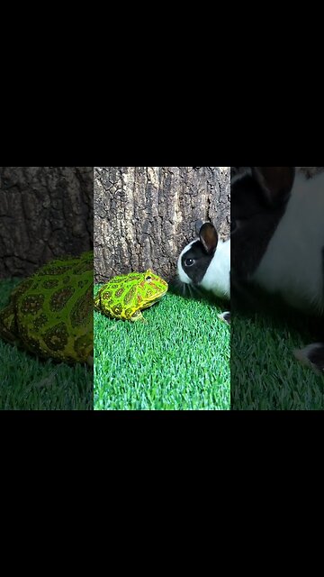 Frog Brother, You Scared Me! 🐸😱 | #funny #frog #shorts