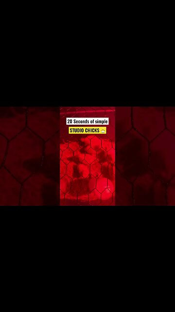 20 SECONDS OF SIMPLE: STUDIO CHICKS 🐣 🐥I AM THEIR MOTHER #shortsfeed #goodvibes #babychicken 🐣