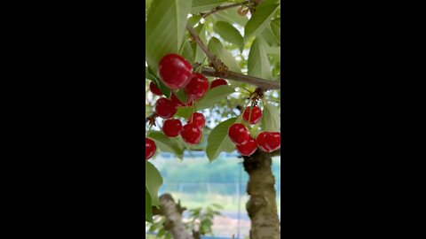 Cherries ready for picking in Yamagata Japan