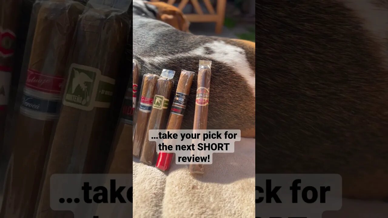 Choose The Next SHORT Review! ☝️ #cigar #cigars #shorts #luxury #dog