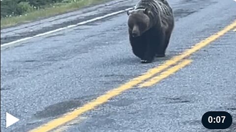 Bear Takes The Walk Of Shame