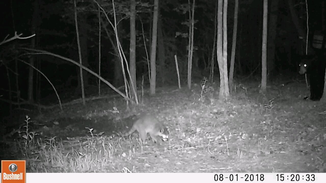 Bear on trail cam going after coon