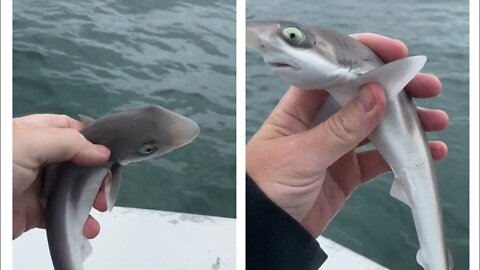 Baby School Shark