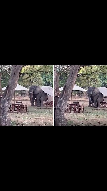 Elephant sits down on restaurant table for a scratch
