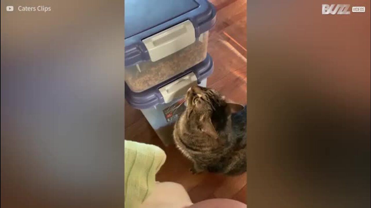 Gato descobre como abrir a caixa da comida!