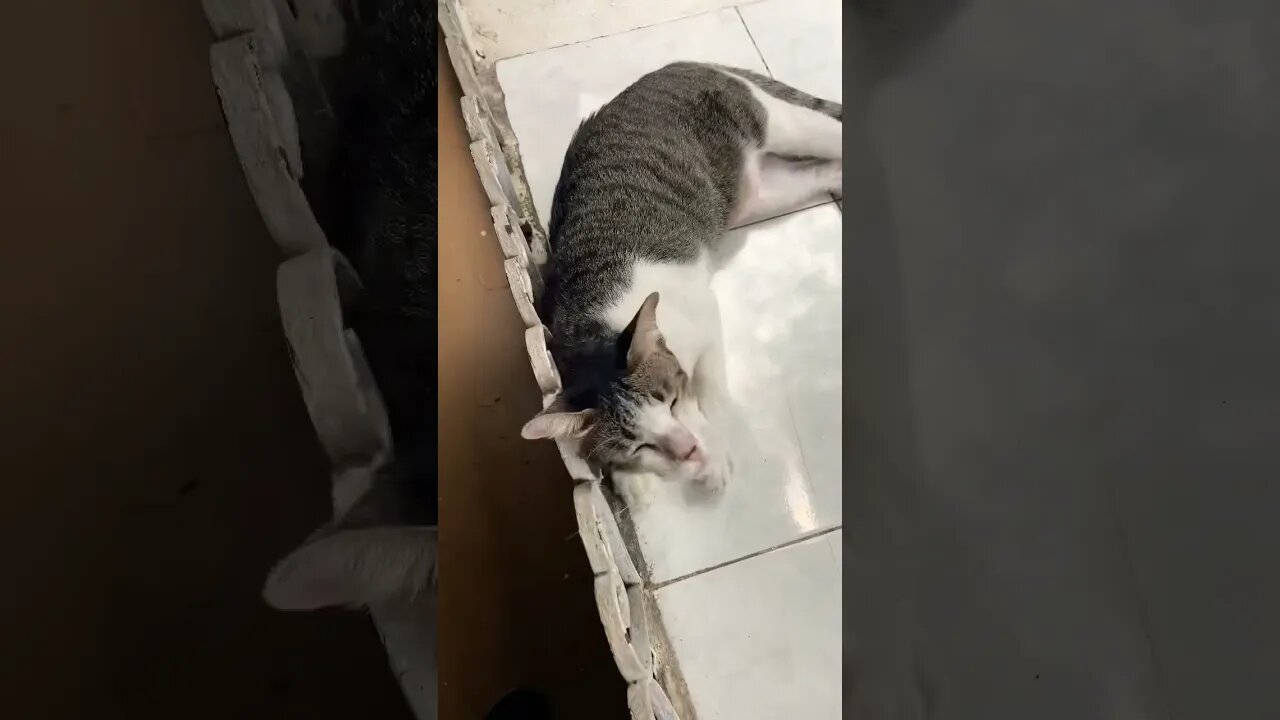PLAYFUL CAT at market!!
