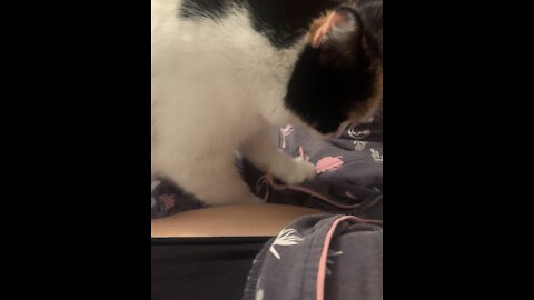 cat massages fat belly