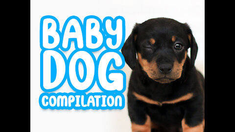 Baby Dogs Compilation