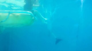 Underwater view of Winter the Dolphin - Part 4