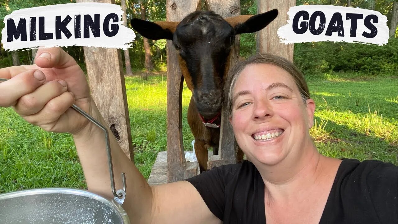 How We Milk Our Goats | Morning Milking Routine